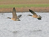 IMG_0668geese.jpg