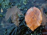 Pond Ice Leaves