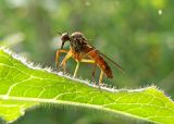 Robber fly
