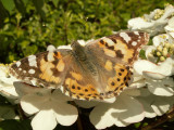 Painted Lady in garden