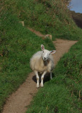 Sheep ears