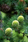 new fir cones