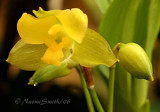 Lycaste campbellii