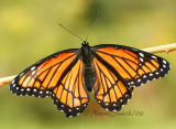 Viceroy -Basilarchia archippus 2120