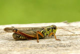 Melanoplus femurrubrum #1923