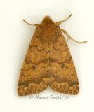 Bicolored Sallow Moth #2286