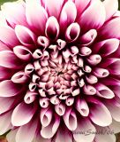 Dahlia #2982