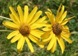 Helianthus #1822