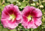 Hollyhock #1701