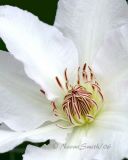 White Clematis #1019