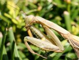 Praying Mantis-male #0852