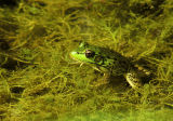 Mink Frog-Rana septentrionalis