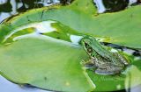 Frog-and-Lily-Pad