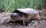 Snapping Turtle