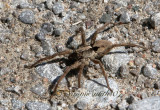 Gladicosa gulosa-Wolf Spider A7 #4158