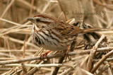 Song Sparrow M7 #4481