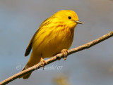 Yellow Warbler (Dendroica petechia)  M7 #5134