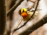 Blackburnian Warbler M7 #5342