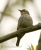 Black and White Warbler M7 #6386