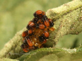 Colorado Potato Beetle Larvae JN7 #7815