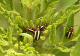 Systena blanda - Palestriped Flea Beetle  JL7 #9172