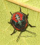 Perillus bioculatus - Stink Bug JL7 #0566