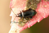 Redheaded Flea Beetle- Systena frontalis JL7 #0609.jpg