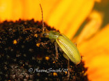 Corn Rootworm Beetle AU7 #2473