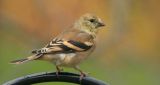 American Goldfinch - Winter Plumage