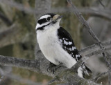 Downey Woodpecker-Female