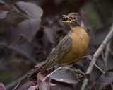 American Robin with  Berry