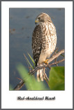 Juvy Red-Shouldered Hawk