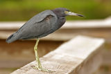 Little Blue Heron