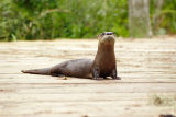 River Otter