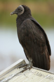 Black Vulture