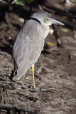 Yellow-crowned Night Heron (Immature)