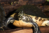 Red-bellied Turtle