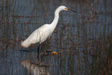 Snowy Egret