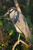 Yellow-crowned Night Heron