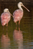 Roseate Spoonbill