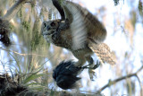 Great Horned Owl with prey