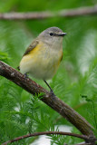 American Redstart (female)