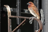 Scaly-breasted Munia (Gorrion Canela)