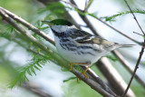 Blackpoll Warbler