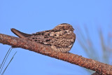 Common Nighthawk