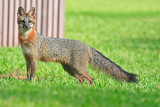 Gray Fox