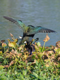 Purple Gallinule (maiting)