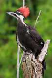 Pileated Woodpecker (female)