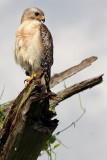 Red-shouldered Hawk