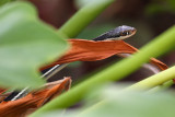 Peninsula ribbon snake